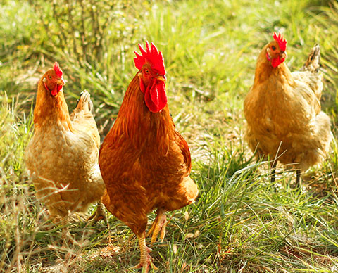 �������Ӽ�